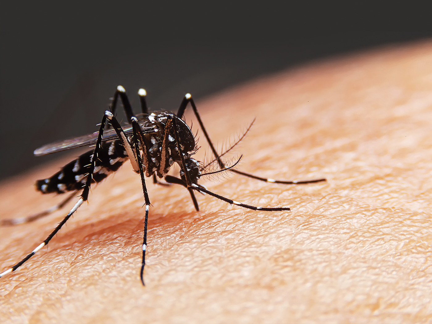 Why Mosquitoes Attack: Mystery Solved | The Institute for Creation Research